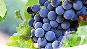 Grape Ice